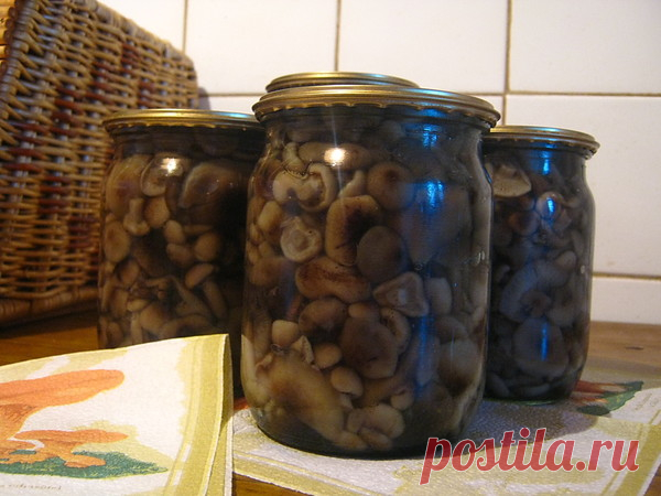 от Ларисы Гурьяновой