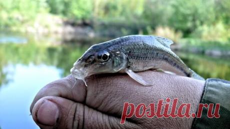 Пескарь | Блоги о даче, рецептах, рыбалке
