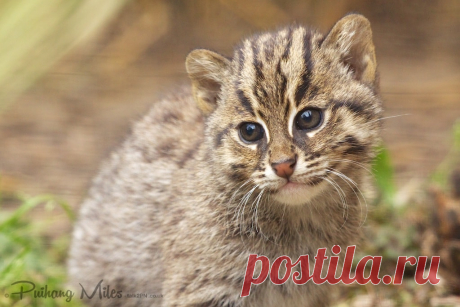 Редкие кошки и еще более редкие котята | Разговор 2 ПН