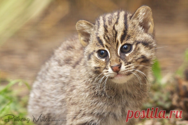 Редкие кошки и еще более редкие котята | Разговор 2 ПН