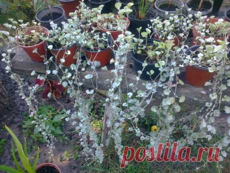 Дихондра ампельная «Серебристый водопад» (Dichondra repens, Dichondra argentea «Silver Falls»)