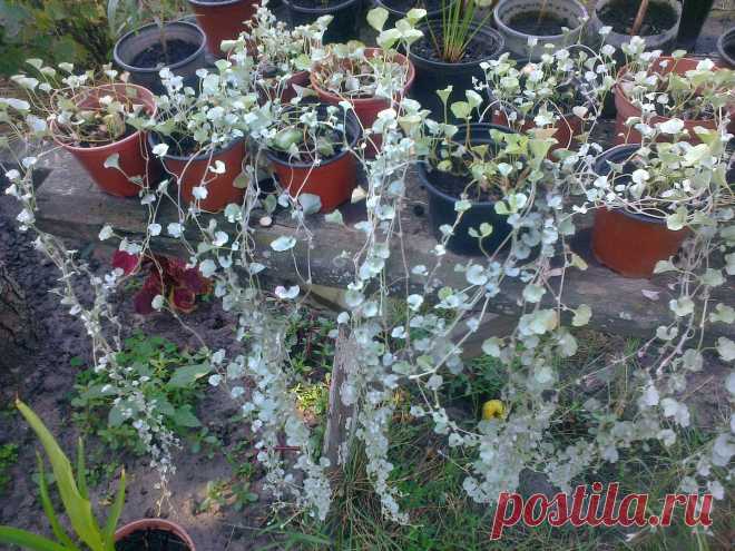 Дихондра ампельная «Серебристый водопад» (Dichondra repens, Dichondra argentea «Silver Falls»)