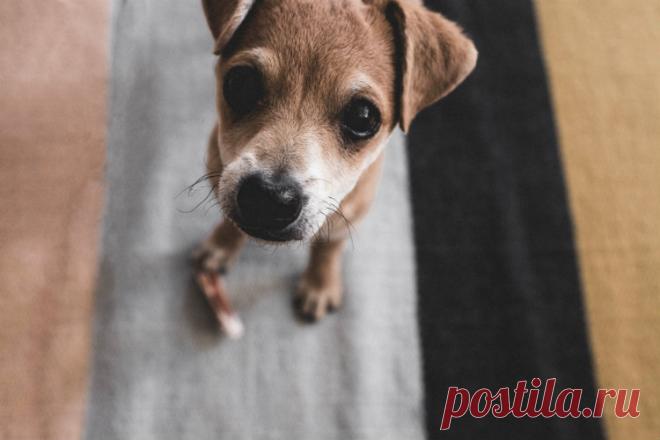 5 вещей, за которые собаки на нас тайно обижаются | Вести.Медицина
