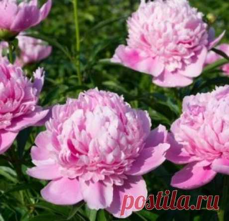Август – время делить пионы!
