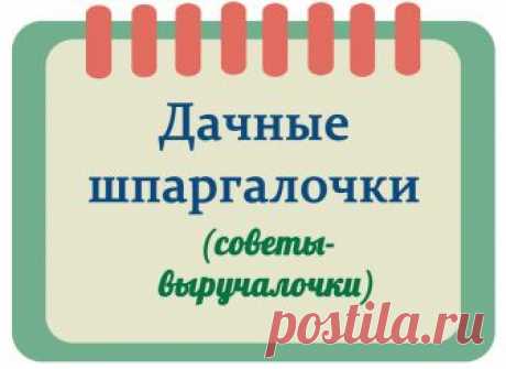 Настой луковой шелухи для сада и огорода | Дача