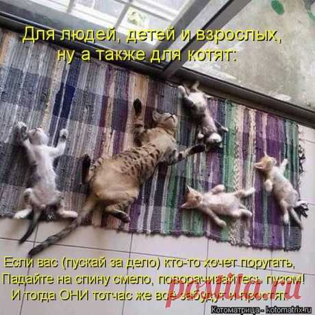 Самые прикольные котоматрицы за прошедшую неделю / Питомцы