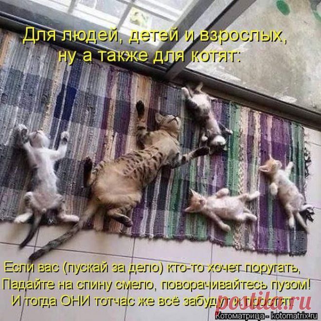 Самые прикольные котоматрицы за прошедшую неделю / Питомцы