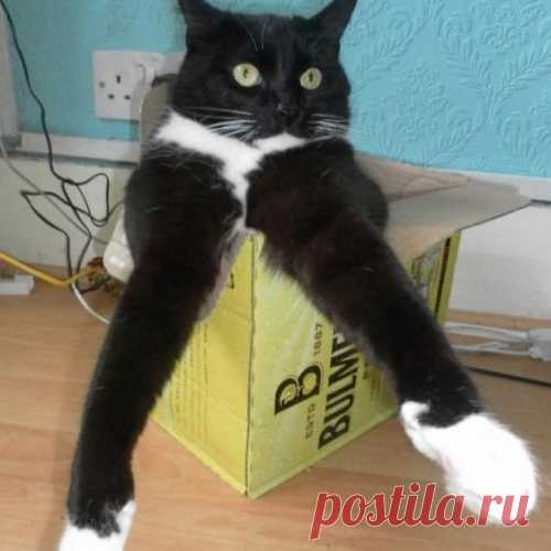 Уфф!!! Ну наконец-то! Котоматрицы великолепные, каждая с улыбкой и хорошим настроением!