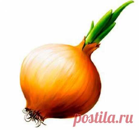 цитата Olora : Почки, кашель и бронхит лечат луком. (22:05 31-01-2015) [3920504/351982301] - oskina-1957@mail.ru - Почта Mail.Ru