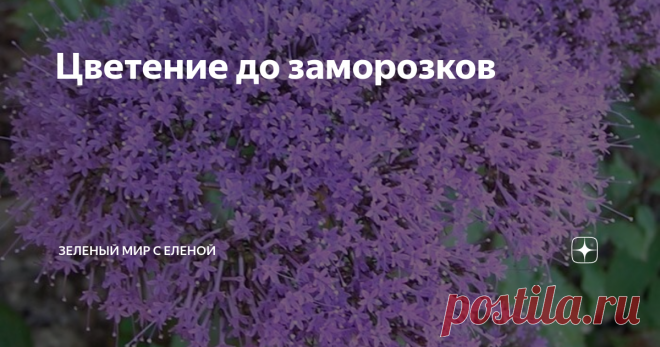 Цветение до заморозков Ароматное растение для Вашего сада
