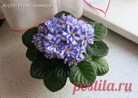 Virtual Violet :: Просмотр темы - Пчелкин Мастер-класс