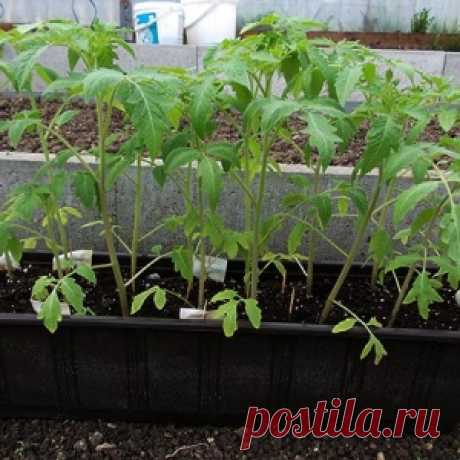 ПОДКОРМКА ТОМАТОВ В ТЕПЛИЦЕ