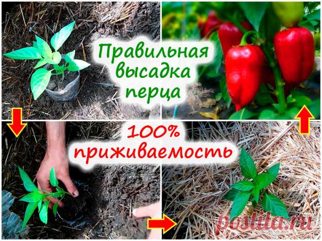 Как правильно высадить рассаду перца – условия для 100% приживаемости!