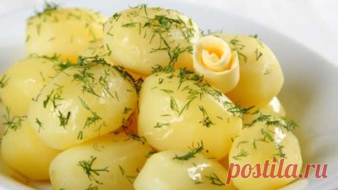 Чем отличаются розовый и белый картофель: что подойдет для жарки, а что - для пюре - Дачный участок - медиаплатформа МирТесен
