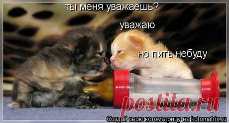 Котоматрица: Лучшие за август 2008