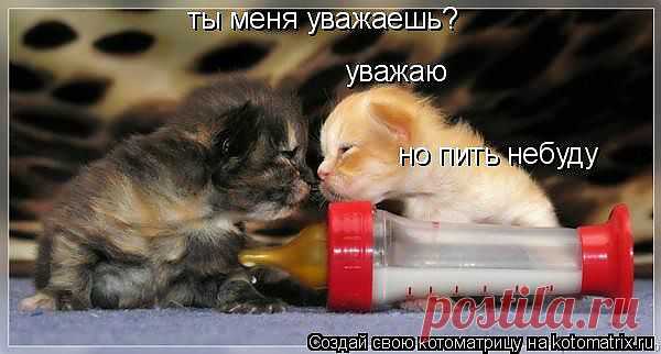 Котоматрица: Лучшие за август 2008