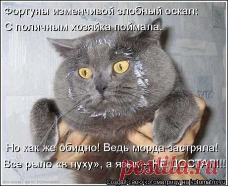 Котоматрица: Главная