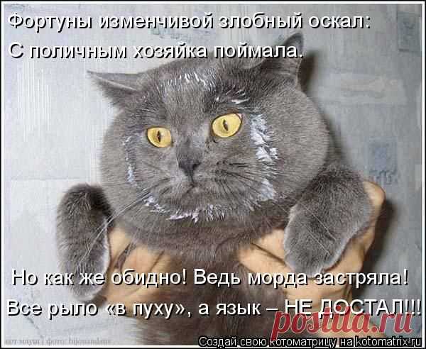 Котоматрица: Главная