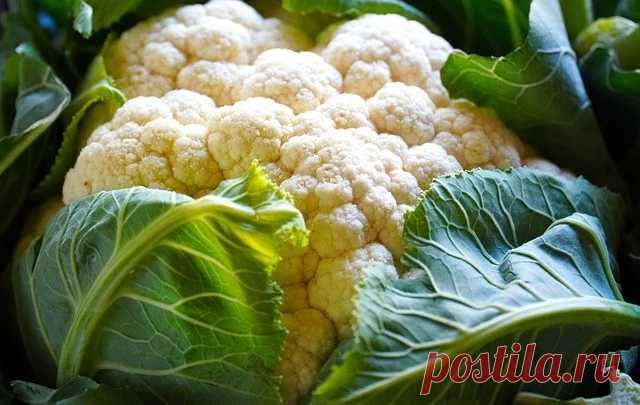 Минеральные удобрения для цветной капусты для хорошего урожая