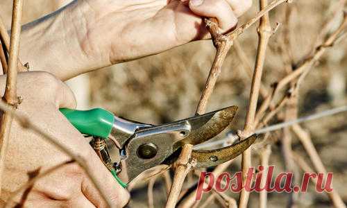 Грамотное формирование винограда — обязательное условие успешного его выращивания в любом регионе, будь то юг Франции или Подмосковье. Растение само