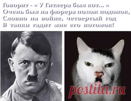 Приколы про котов (смешные фото с надписями анекдотов)