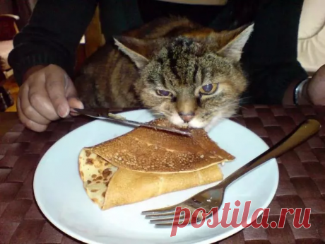 В доме, где есть кот, ваша еда легко может стать общей! Смешные котики. | Созвездие котов | Яндекс Дзен