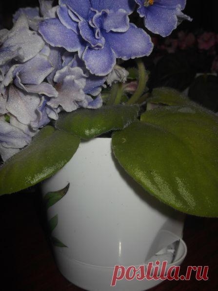 Умные горшки под цветы — Талгар - городской портал