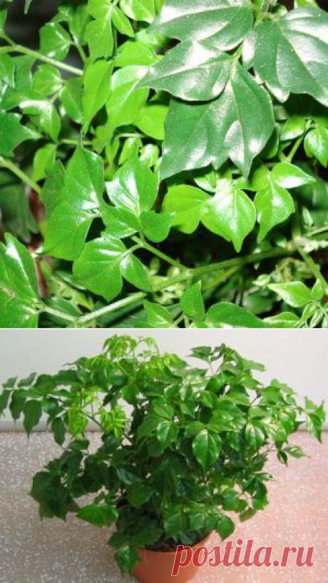 Усадьба | Цветы в доме : Глянцевое чудо радермахера