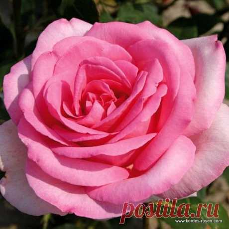 Rosa &quot; Sweet Parole &quot; - Kordes - 2010  |  Pinterest: инструмент для поиска и хранения интересных идей