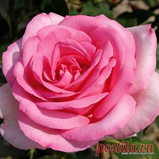 Rosa " Sweet Parole " - Kordes - 2010  |  Pinterest: инструмент для поиска и хранения интересных идей