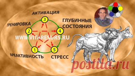 «Все началось с племенных быков-производителей» — как сохранить и приумножить мужскую силу | Игра без правил Алексея Р | Яндекс Дзен
