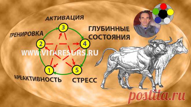 «Все началось с племенных быков-производителей» — как сохранить и приумножить мужскую силу | Игра без правил Алексея Р | Яндекс Дзен