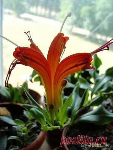 Люблю Геснериевые!.