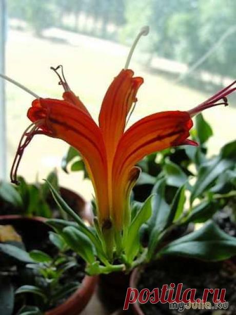 Люблю Геснериевые!.