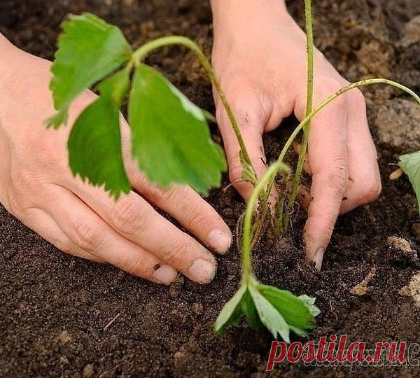 (42) Одноклассники
