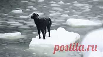 Спасенье неожиданно пришло