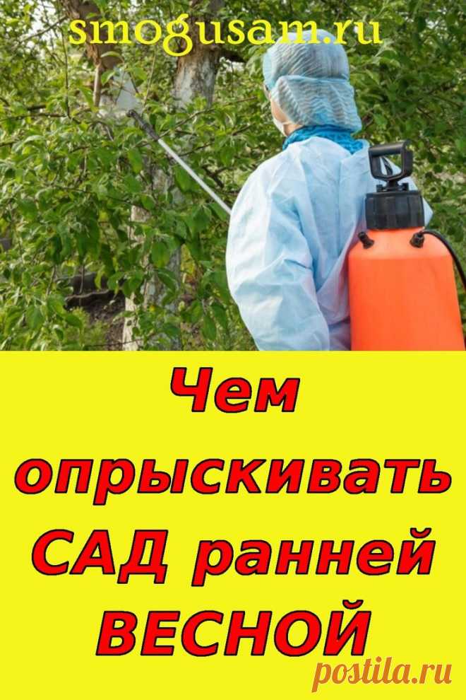 Опрыскивание садовых деревьев ранней весной в 2024 г | Садовые деревья, Огород, Выращивание овощей