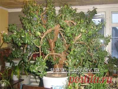Толстянка или Денежное дерево (Crassula) | комнатное растение