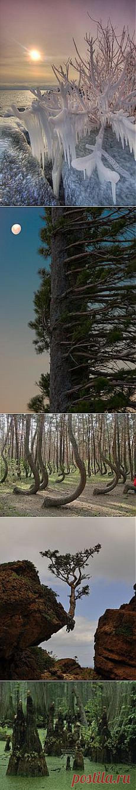 Magestic Trees в Pinterest