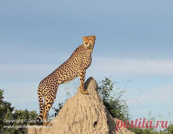 Photo by Wildlife Conservation in Okavango Delta, Botswana with @atkinson_photography_safaris. May be an image of big cat, nature and text that says 'Copyright ght © Grant Atkinson www.grantatkinson.com'.