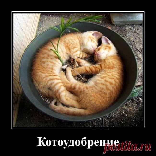 ДЕМОТИВАТОРЫ | Сайт Союза Юмористов