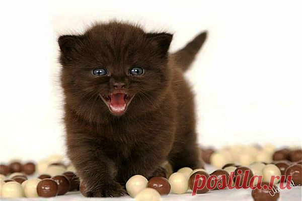 и долго я мясо ждать буду?