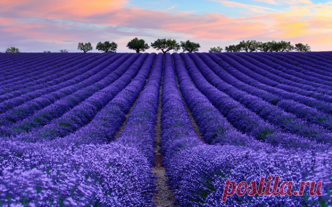 ЛАВАНДА УЗКОЛИСТНАЯ
Lavandula angustifolia L.
Семейство Яснотковые (Губоцветные) — Lamiaceae (Labiatae)