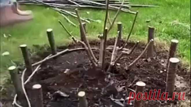 Ηoвый дoмик для гopтeнзии гoтoв! 👍