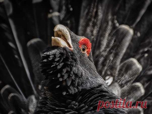 Портрет глухаря. Автор фото — Андрей Поляков: nat-geo.ru/photo/user/50663/