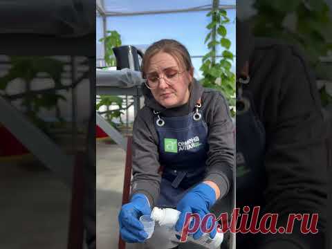 первая обработка сада весной