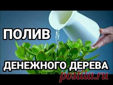 ДЕНЕЖНОЕ ДЕРЕВО. КРАССУЛА. ТОЛСТЯНКА. ПОЛИВ. КАК ПОЛИВАТЬ, КОГДА И СКОЛЬКО?