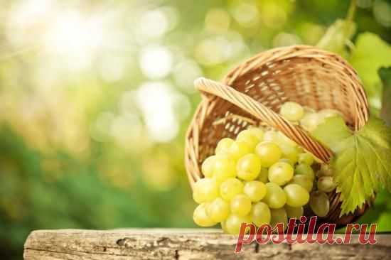 Виноград из косточки, как вырастить саженец самостоятельно