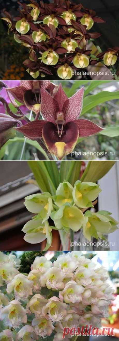 Catasetum или катастум в домашних условиях - &quot;Phalaenopsis&quot;