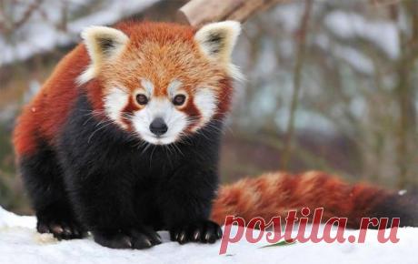 10 самых красивых животных в мире